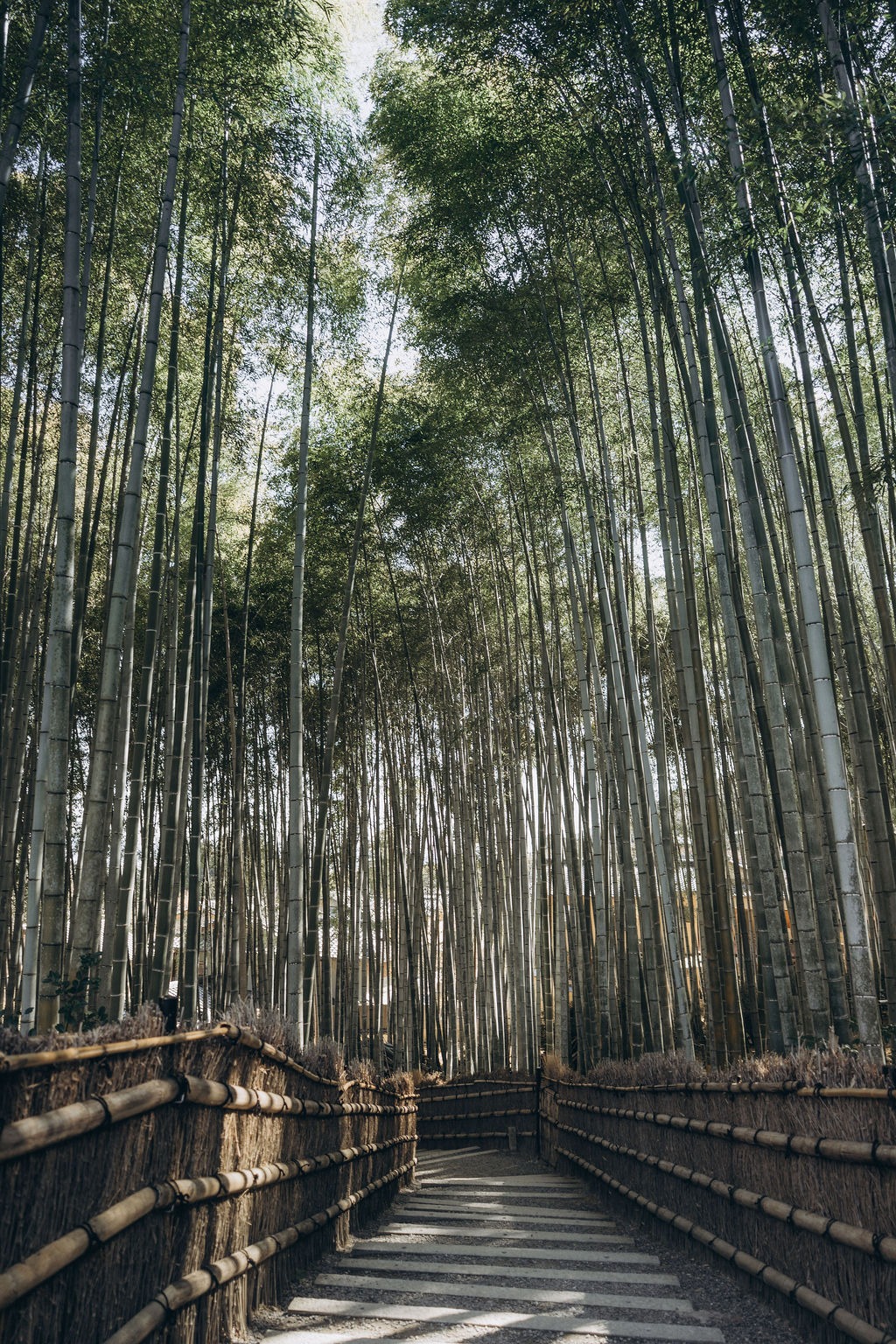 Weg durch den hohen Bambuswald von Arashiyama, Kyoto