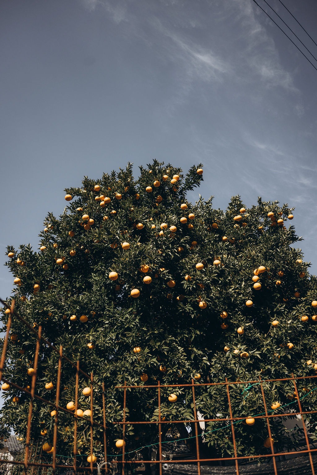 Baum mit Orangen vor blauem Himmel in Kyoto